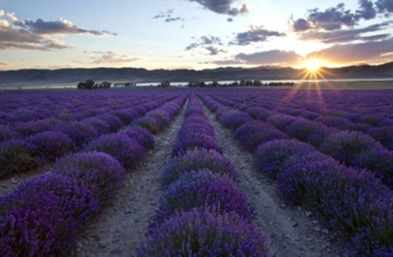 Lavender Field at Sunset — Purple, Serene, Photograph, Sun, Mountains, Sky