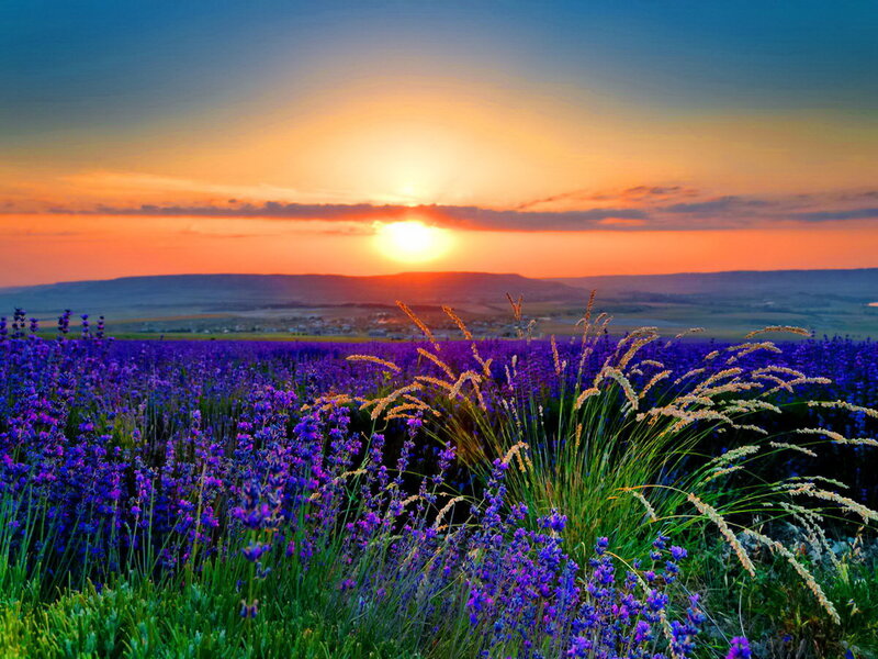 Lavender Field at Sunset — Purple, Serene, Photograph, Sun, Mountains