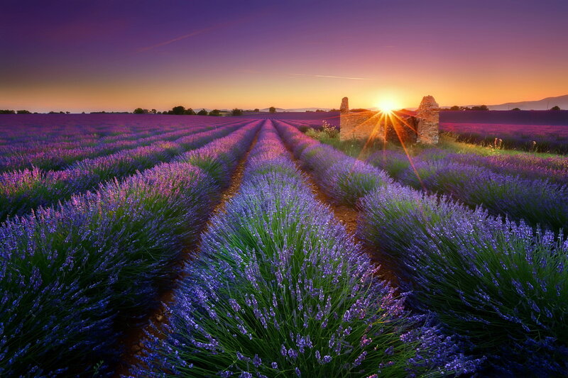 Lavender Field at Sunset — Purple, Serene, Photograph, Sun, Ruins