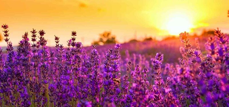 Lavender Field at Sunset — Purple, Serene, Photograph, Sun, Sky, Bee