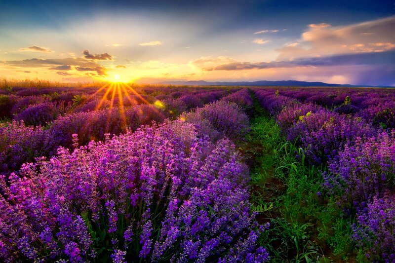 Lavender Field at Sunset — Purple, Serene, Photograph, Sun, Sky, Mountains