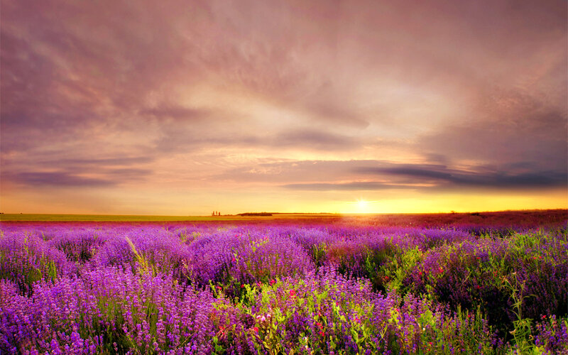 Lavender Field at Sunset — Purple, Serene, Photograph, Sun, Sky