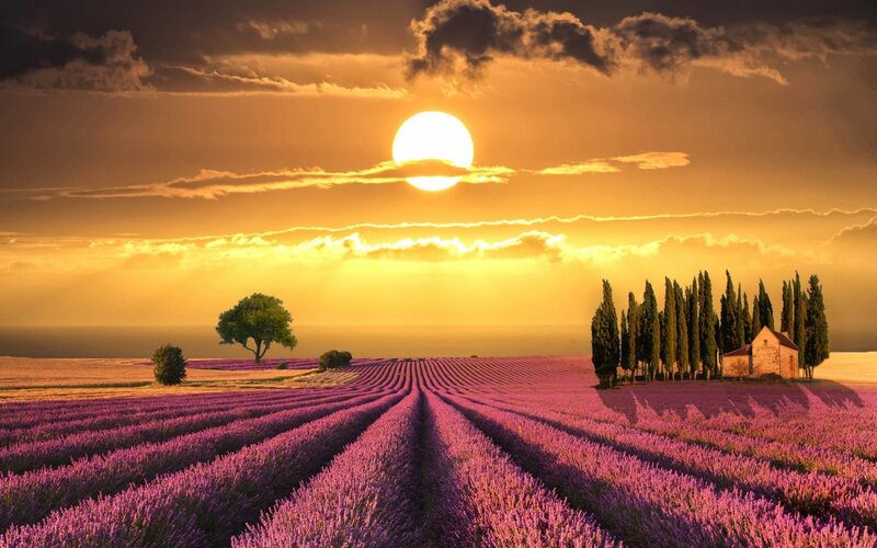 Lavender Field at Sunset — Purple, Serene, Photograph, Sun, Trees, Cypress