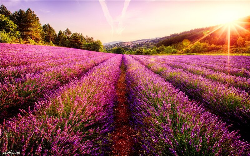 Lavender Field at Sunset — Purple, Serene, Photograph, Sun, Trees, Hills