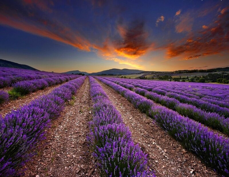 Lavender Field at Sunset — Purple, Serene, Photograph