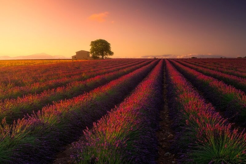 Lavender Field at Sunset — Purple, Serene, Photograph, Tree, Barn