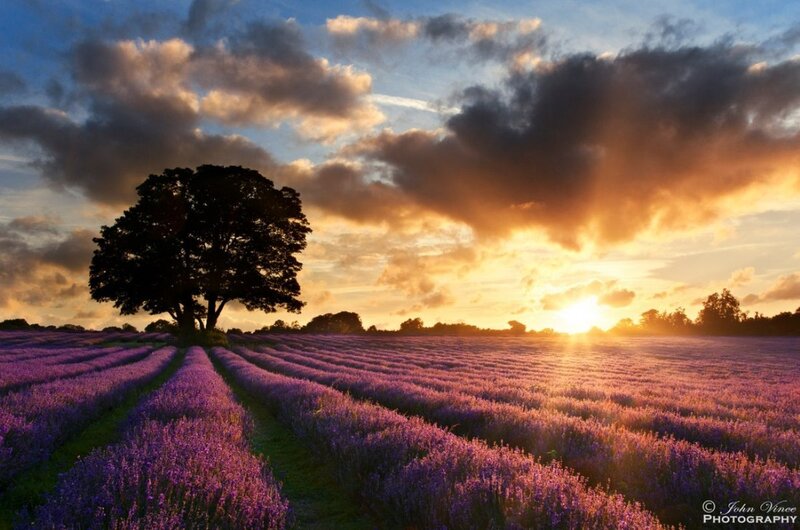 Lavender Field at Sunset — Purple, Serene, Photograph, Tree, Clouds