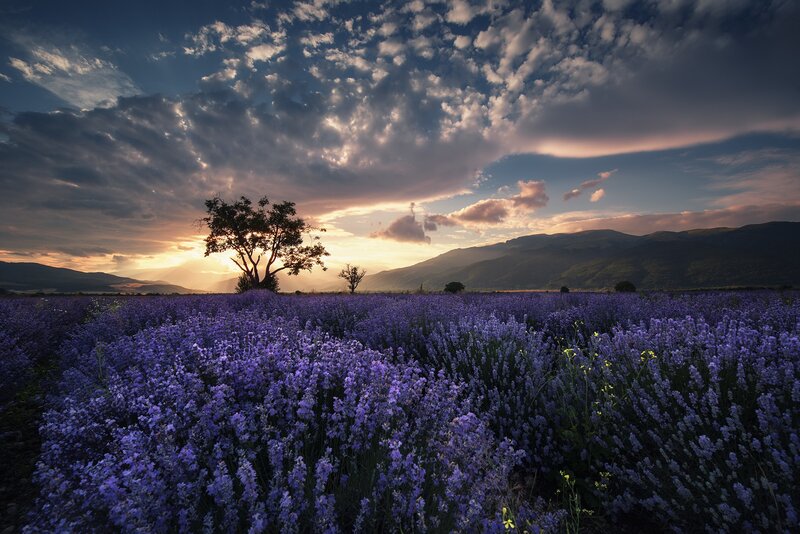 Lavender Field at Sunset — Purple, Serene, Photograph, Tree, Mountains, Clouds