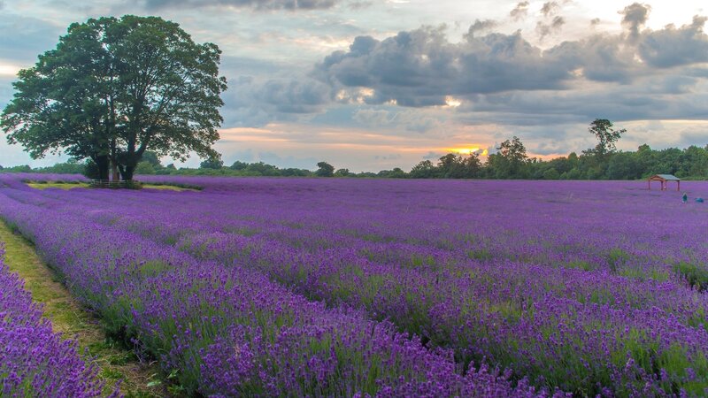 Lavender Field at Sunset — Purple, Serene, Photograph, Tree, Sky, Path, Shelter