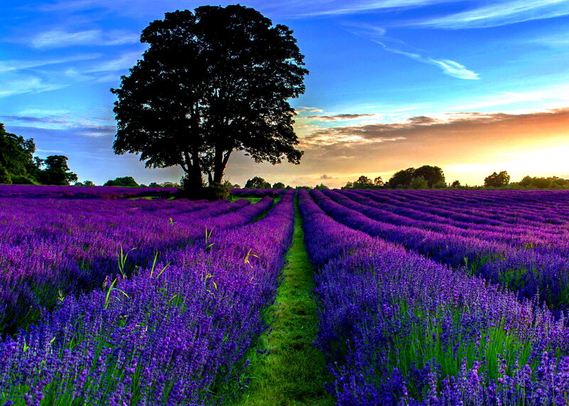 Lavender Field at Sunset — Purple, Serene, Photograph, Tree, Sky, Path