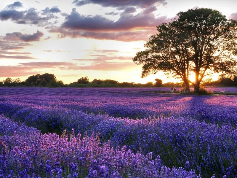 Lavender Field at Sunset — Purple, Serene, Photograph, Tree, Sky, People