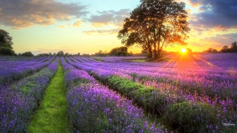 Lavender Field at Sunset — Purple, Serene, Photograph, Tree, Sun, Clouds