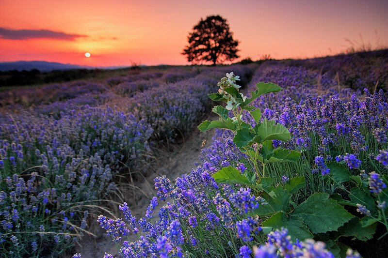 Lavender Field at Sunset — Purple, Serene, Photograph, Tree, Sun, Mountains