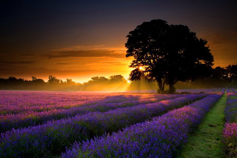 Lavender Field at Sunset — Purple, Serene, Photograph, Tree