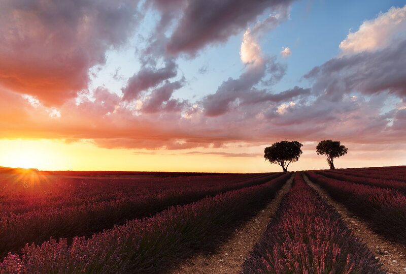 Lavender Field at Sunset — Purple, Serene, Photograph, Trees, Clouds