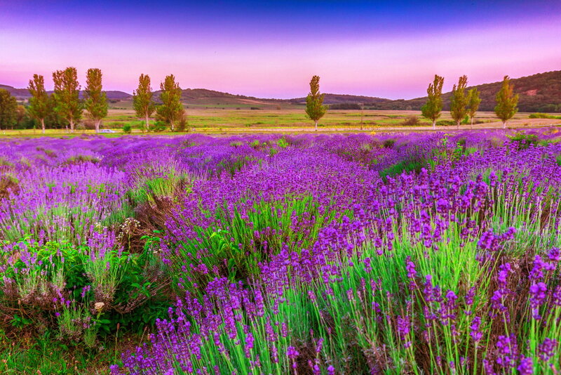 Lavender Field at Sunset — Purple, Serene, Photograph, Trees, Hills