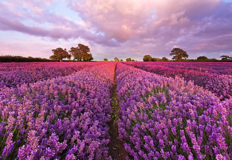 Lavender Field at Sunset — Purple, Serene, Photograph, Trees, Sky, Clouds, Path