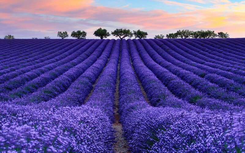 Lavender Field at Sunset — Purple, Serene, Photograph, Trees, Sky, Rows