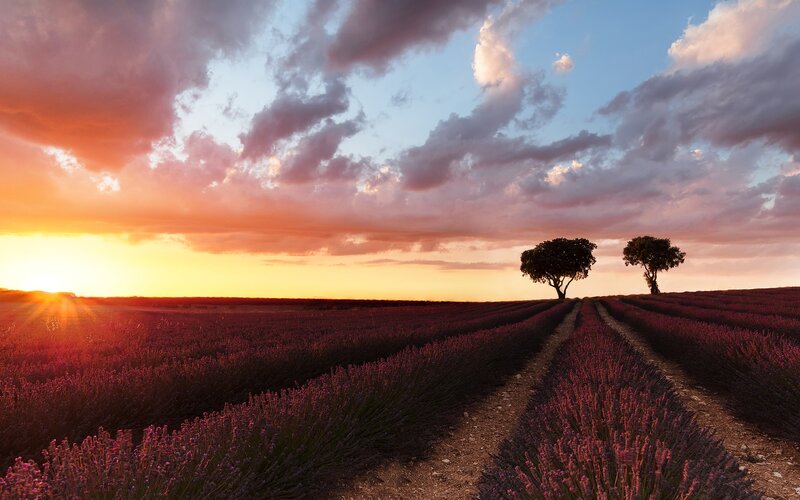 Lavender Field at Sunset — Purple, Serene, Photograph, Trees, Sky, Sun