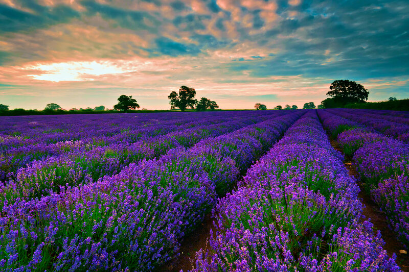 Lavender Field at Sunset — Purple, Serene, Photograph, Trees