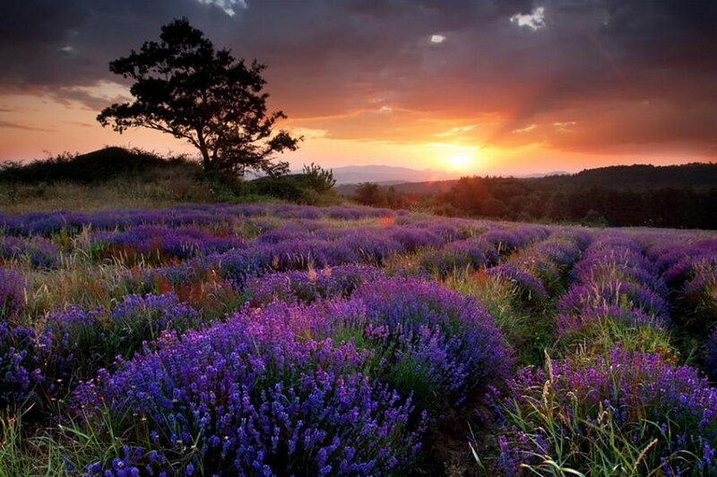Lavender Field at Sunset — Purple, Serene