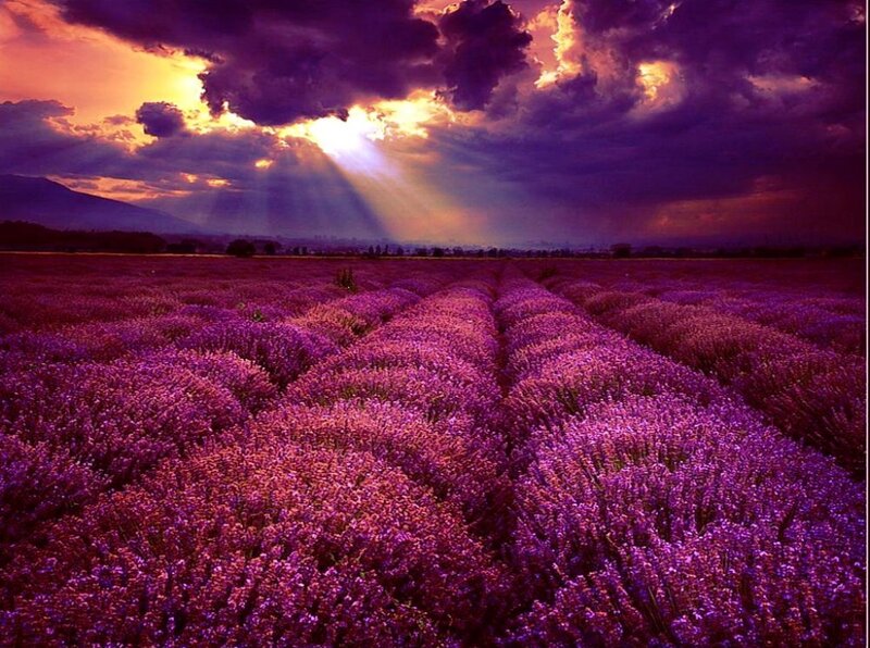 Lavender Field at Sunset — Purple