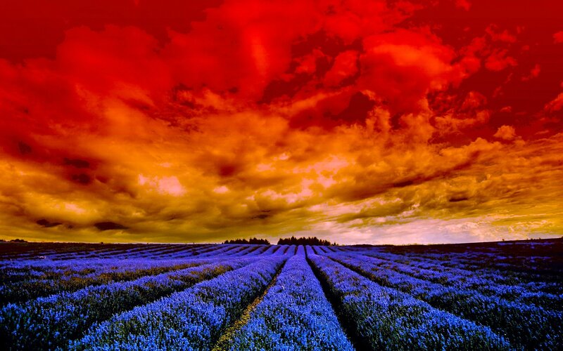 Lavender Field at Sunset — Red