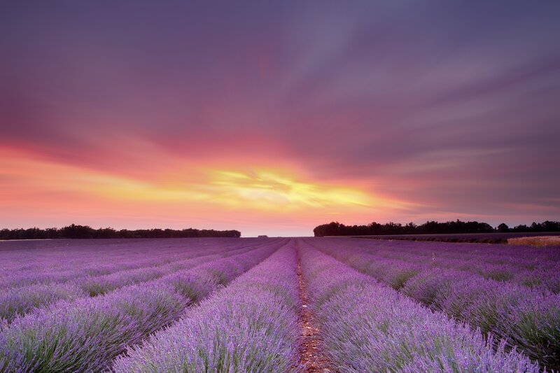 Lavender Field at Sunset — Serene