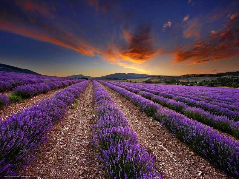 Lavender field at sunset