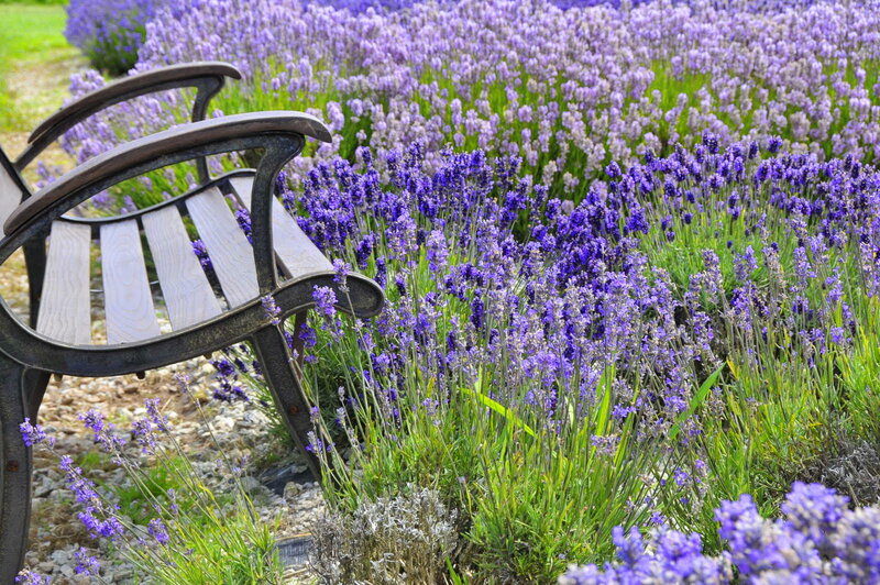 Lavender Field Bench