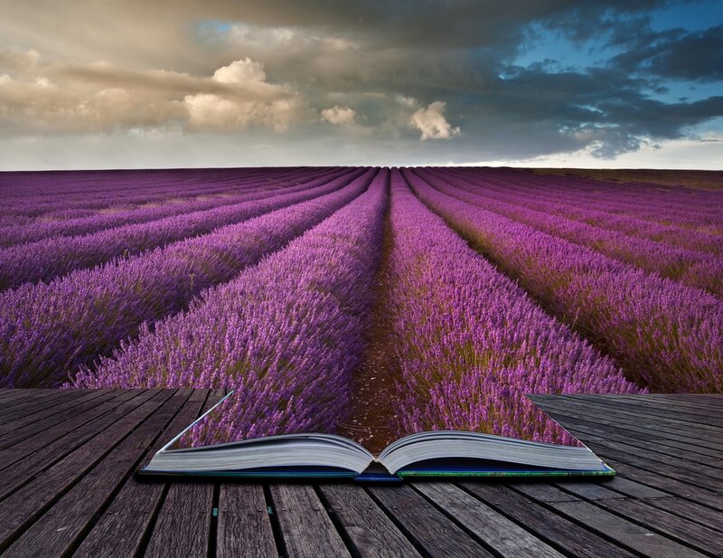 Lavender Field Book