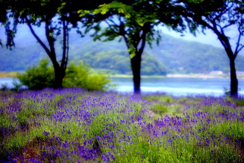 Lavender Field by Lake