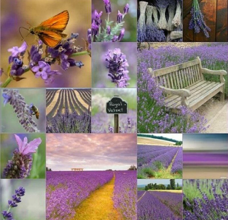 Lavender Field Collage