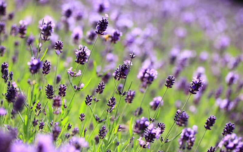 Lavender field in bloom