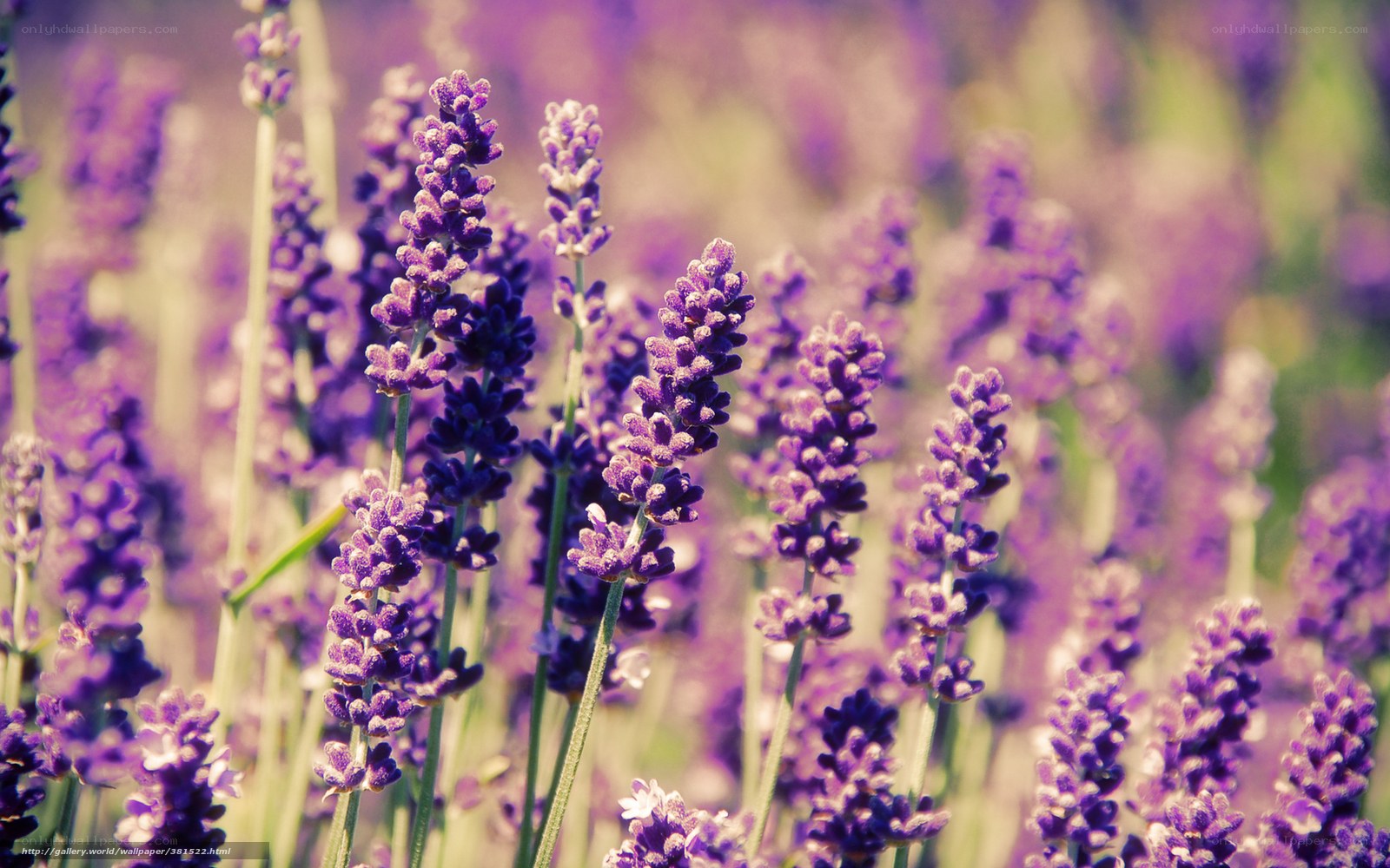 Lavender field in bloom