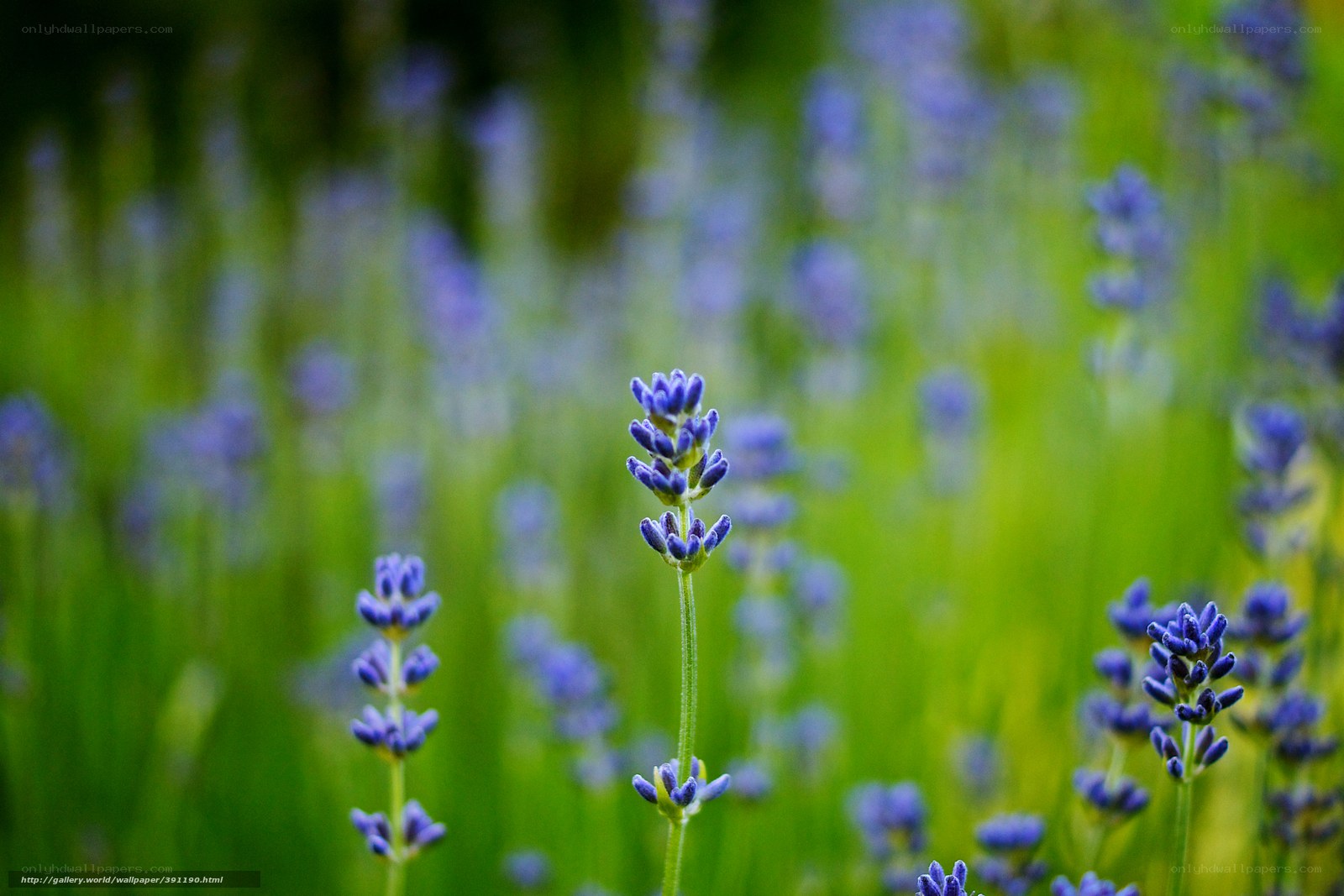 Lavender field in bloom