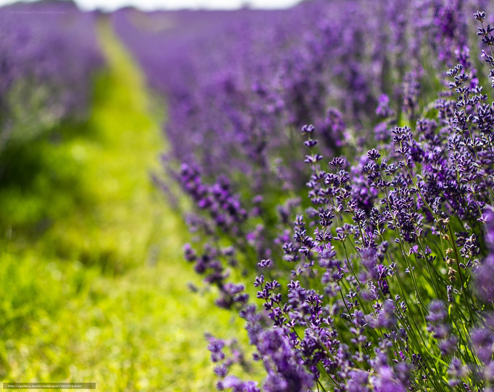 Lavender field in bloom