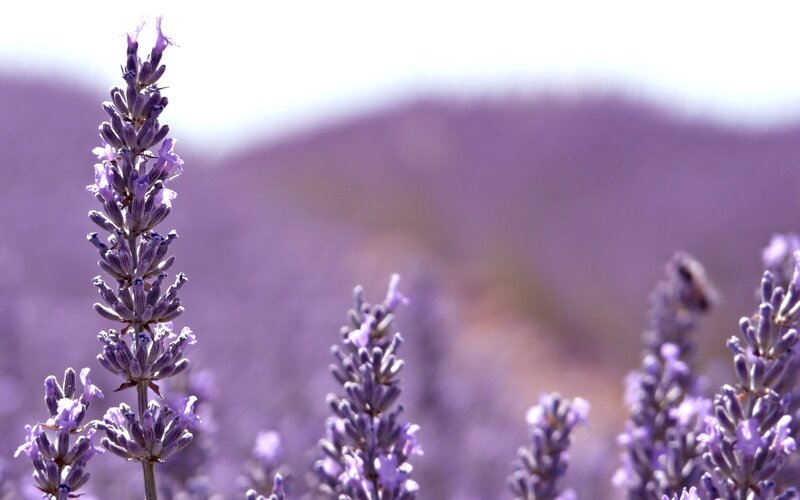Lavender field in bloom