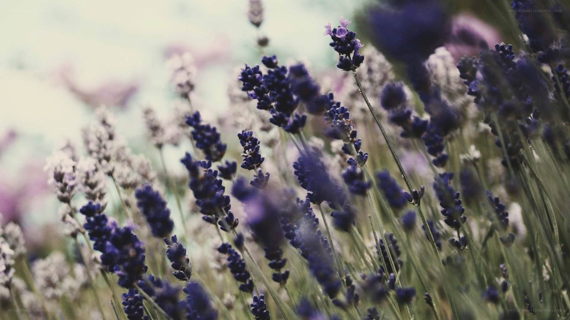 lavender field in bloom