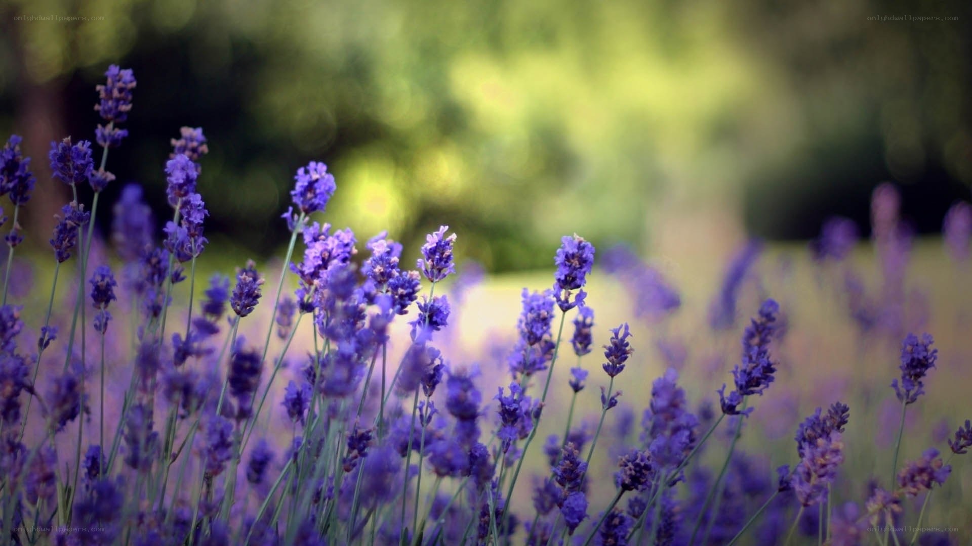 Lavender field in bloom