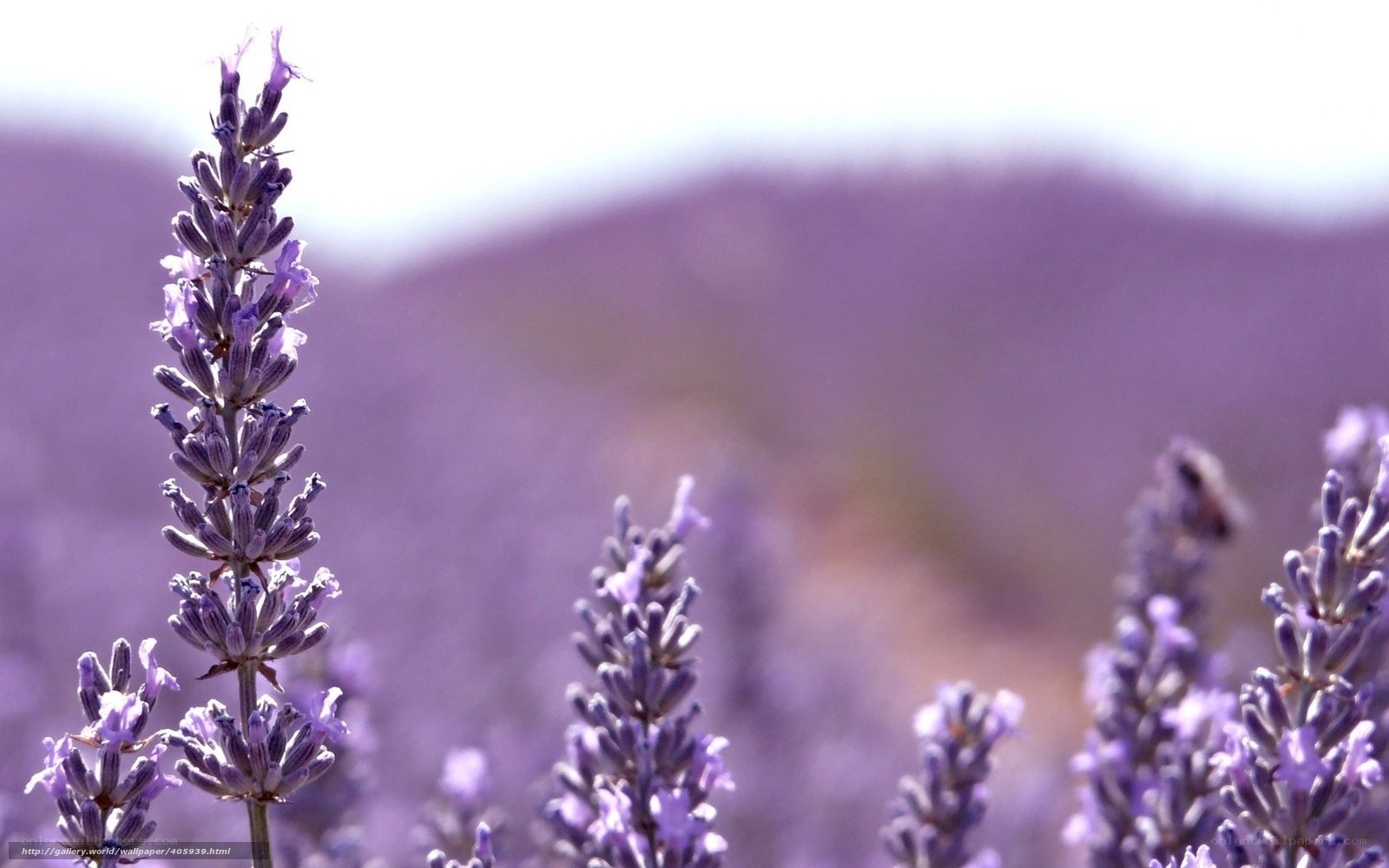 Lavender field in bloom