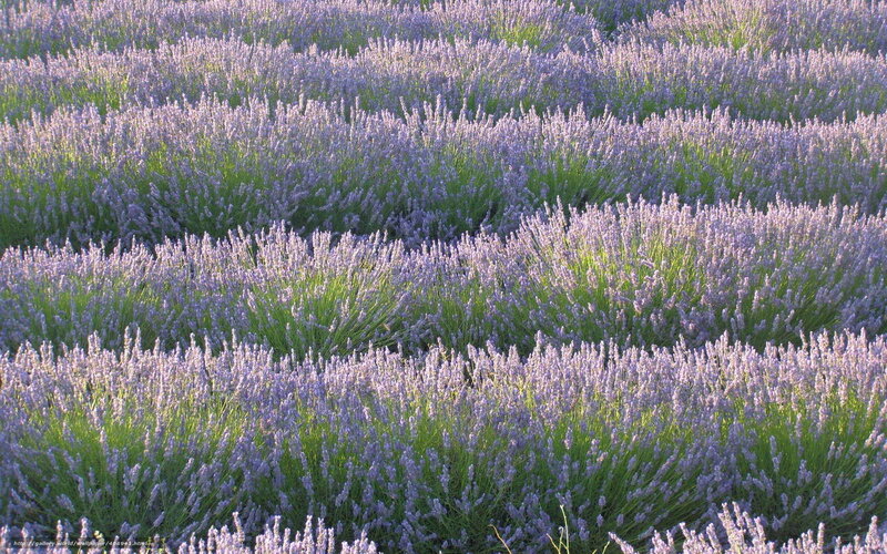 lavender field in bloom