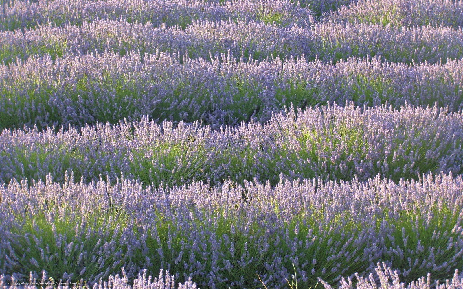 lavender field in bloom