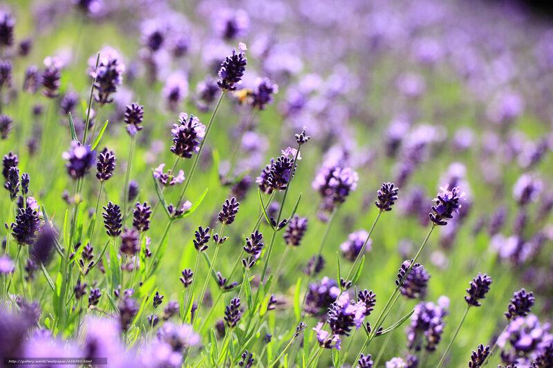 Lavender field in bloom