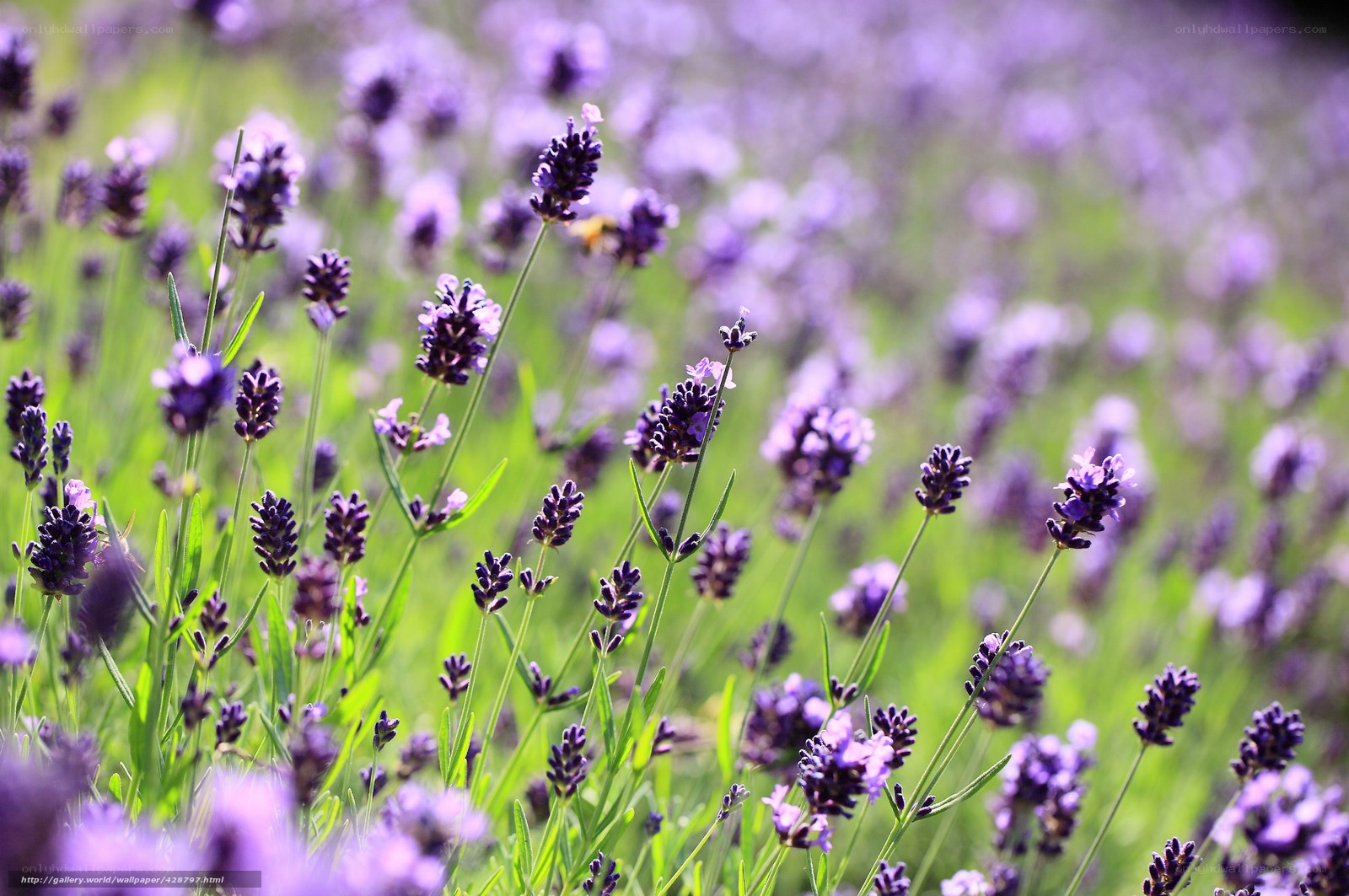 Lavender field in bloom