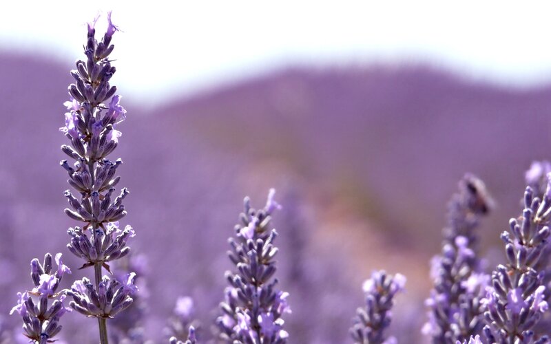 Lavender field in bloom