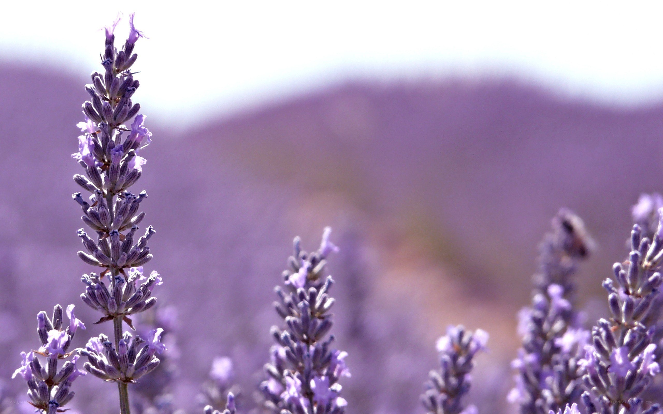 Lavender field in bloom
