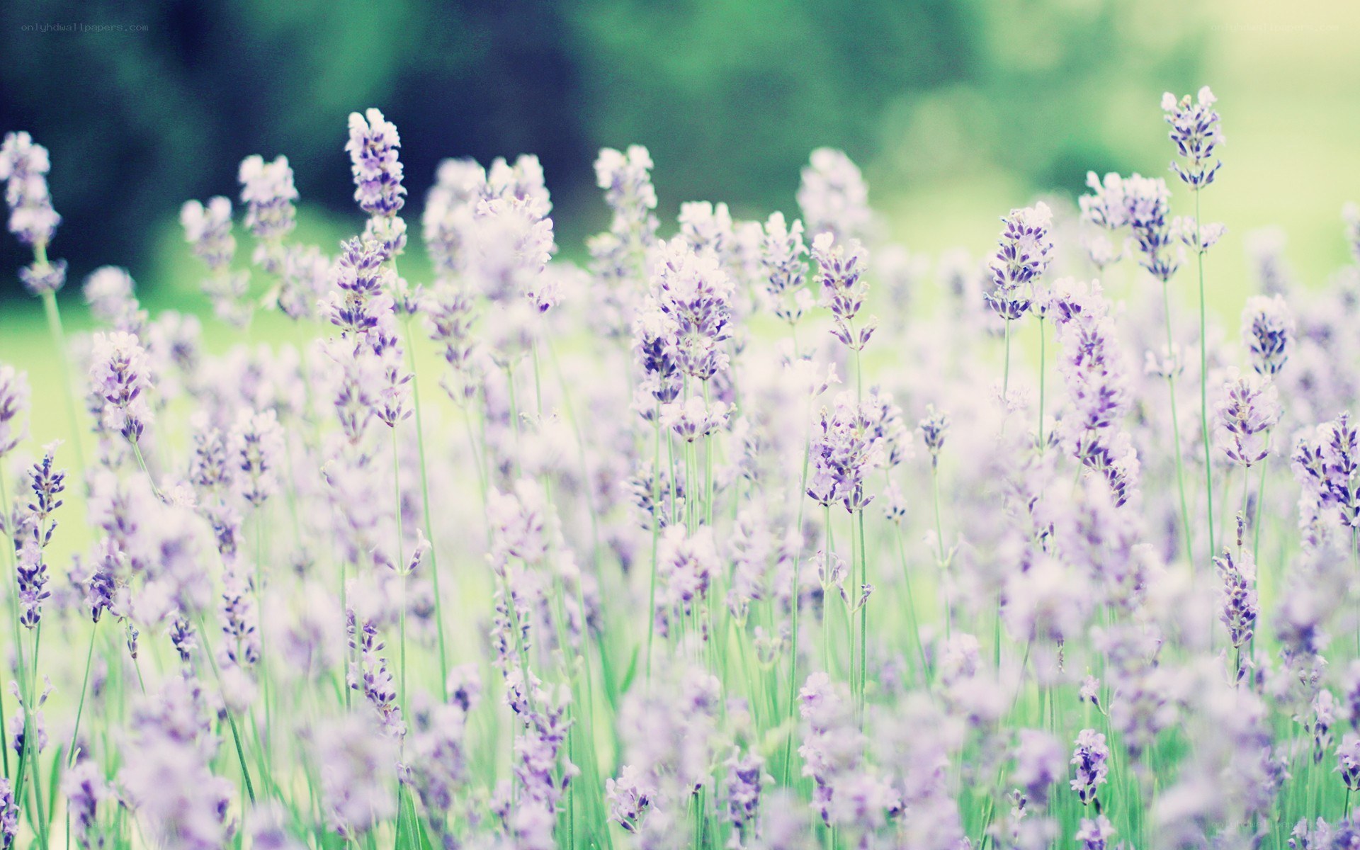 lavender field in bloom
