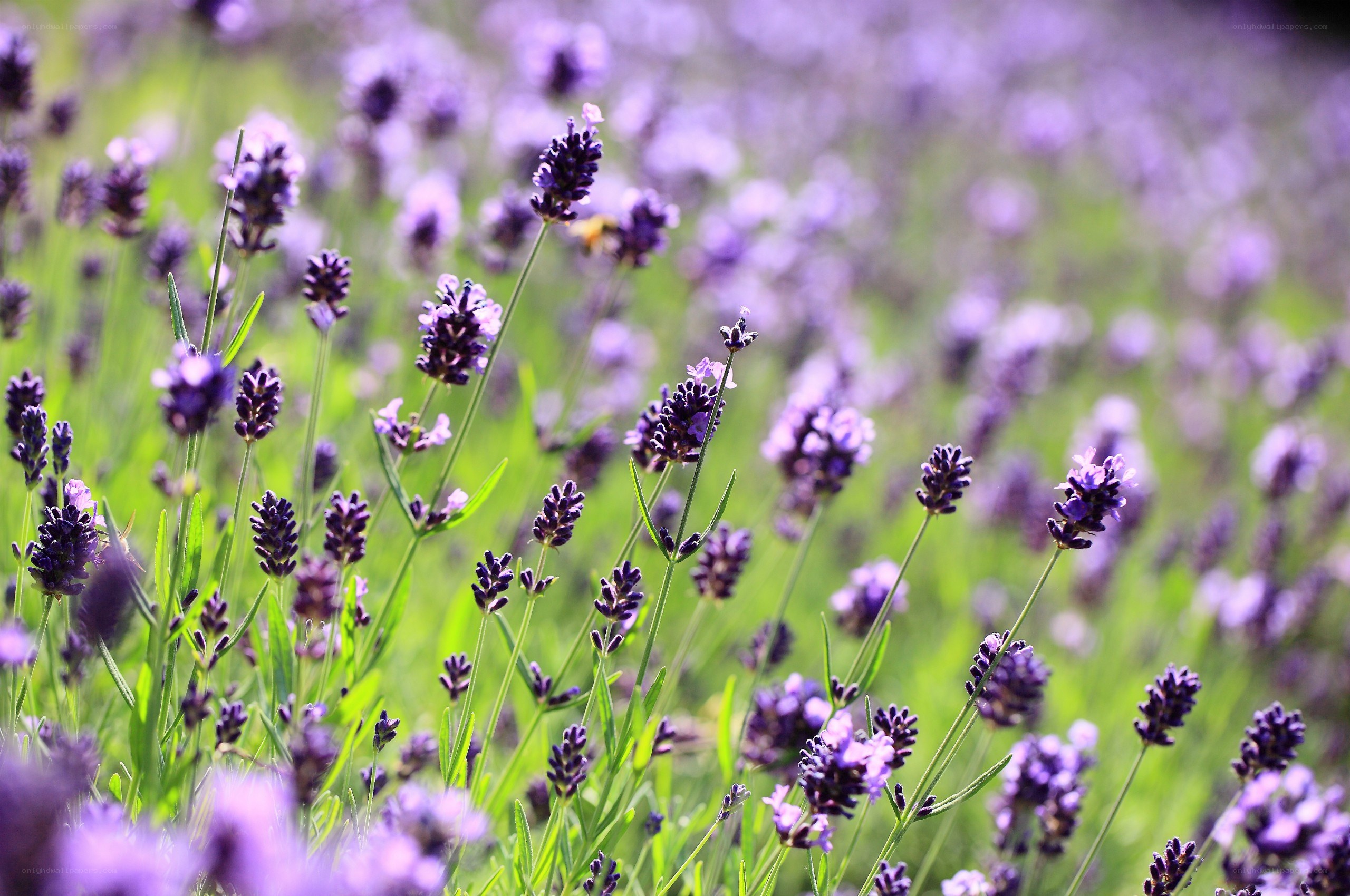 Lavender field in bloom