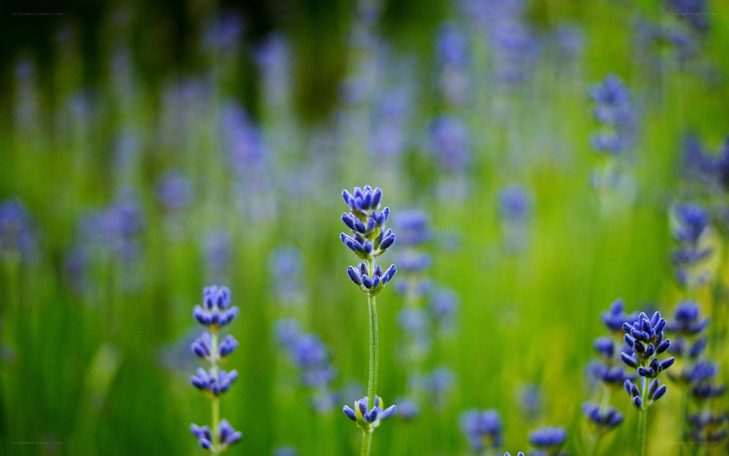 Lavender field in bloom